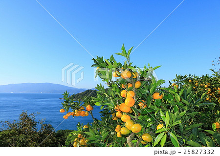 瀬戸内みかん 25827332