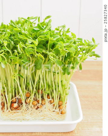豆苗 豆苗 25827340