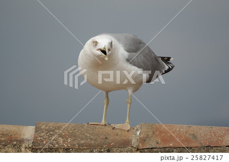 Screaming gull over tile roof Screaming gull over tile roof 25827417