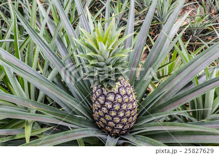 Pineapple fruit farm growing 25827629