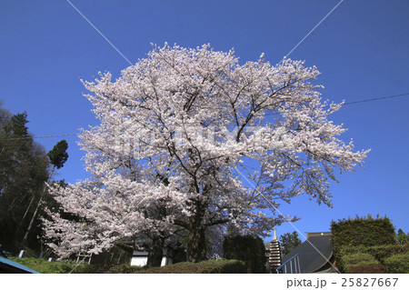龍穏院の桜（三春町） 25827667