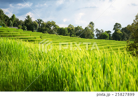 rice field scenery in Thailand 25827899
