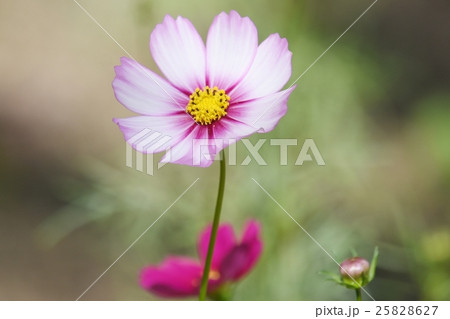 コスモス 25828627