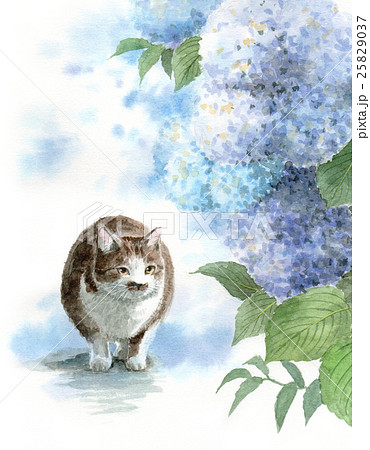 ブルーの紫陽花と猫のイラスト素材