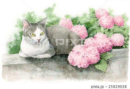 ピンクの紫陽花と猫のイラスト素材