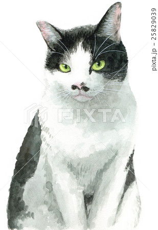 白黒はち割れ猫のイラスト素材