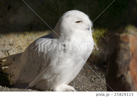 白梟 シロフクロウ 雄の写真素材
