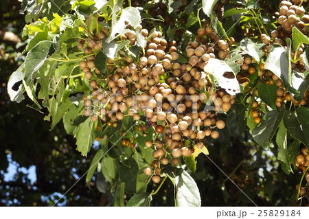 アカギの実 25829184