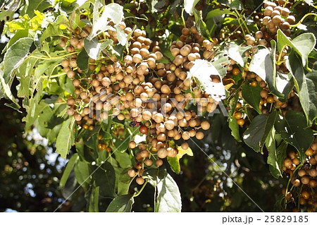アカギの実 25829185