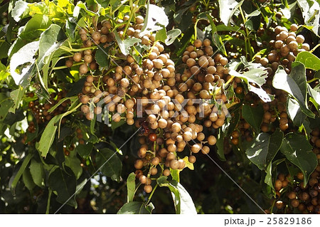 アカギの実 アカギの実 25829186