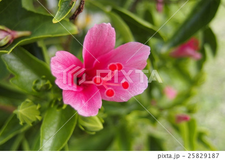 ハイビスカス ハイビスカス 25829187