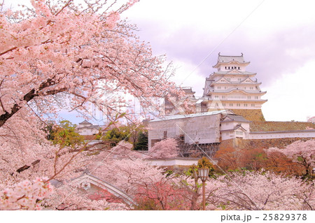 姫路城（兵庫県　姫路市）の城内に咲く桜 25829378