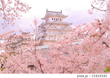 姫路城（兵庫県 姫路市）の城内に咲く桜の写真素材 [25829382] - PIXTA