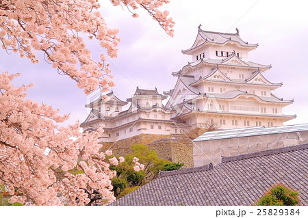 姫路城（兵庫県　姫路市）の城内に咲く桜 25829384
