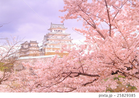 姫路城（兵庫県　姫路市）の城内に咲く桜 25829385