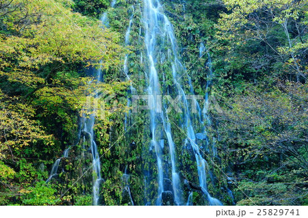 幻の滝　樽滝　長野県 25829741