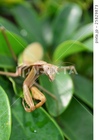 オオカマキリのメス　葉の上で 25829873
