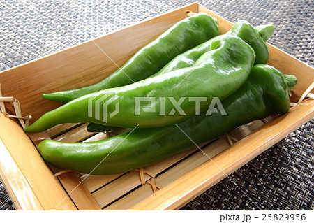 万願寺唐辛子 25829956