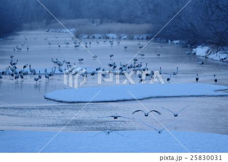 ねぐらから飛び立つ鶴の群れ 25830031