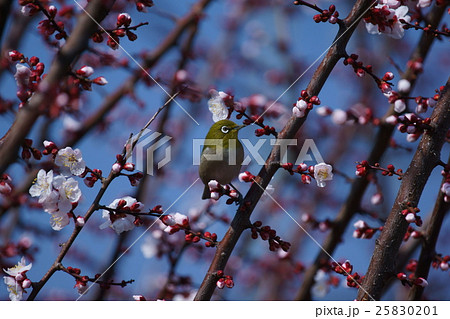 目白　梅に鶯とは私のことかも・・・ 25830201