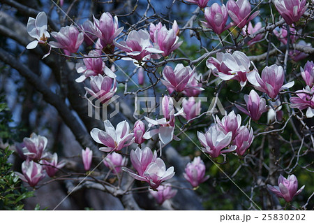 外紅白木蓮 ソトベニハクモクレン 花言葉は 自然への愛 の写真素材 2502