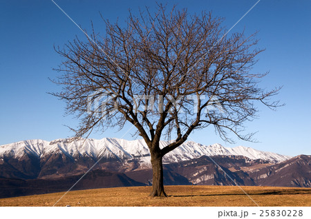 Bare Tree in Winter - Italian Alps 25830228