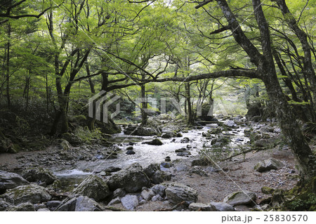 愛媛県内子町 小田深山渓谷 五色河原 愛媛県内子町 小田深山渓谷 五色河原 25830570