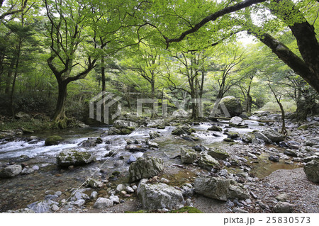 愛媛県内子町 小田深山渓谷 五色河原 愛媛県内子町 小田深山渓谷 五色河原 25830573
