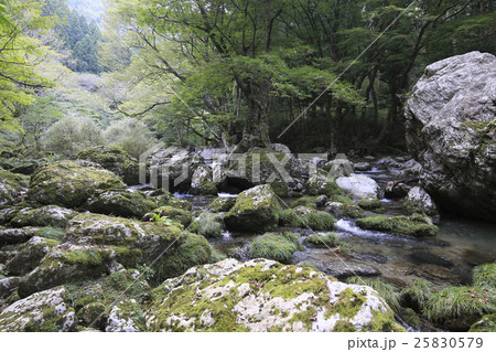 愛媛県内子町　小田深山渓谷　五色河原 25830579