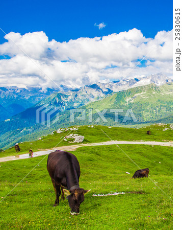 Cows grazing in the Alps Cows grazing in the Alps 25830615