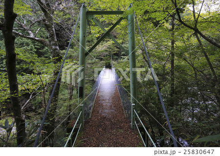 愛媛県内子町　小田深山渓谷　安芸貞橋 25830647