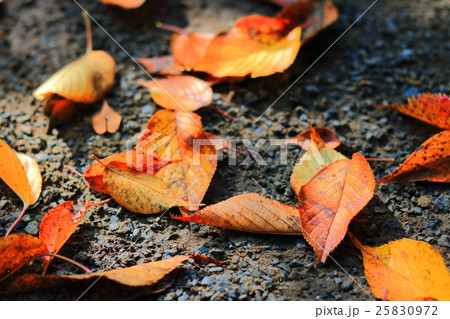 【千葉県】幕張の公園の落ち葉 25830972
