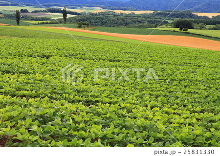 夏の美瑛 25831330