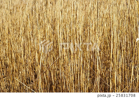 葦（アシ）の群生 25831708