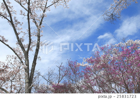 恵那峡 満開の桜 恵那峡 満開の桜 25831723