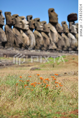 花とアフ・トンガリキ　イースター島　モアイ 25832014
