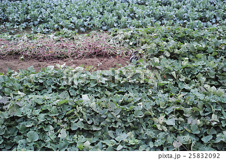 サツマイモ畑 25832092