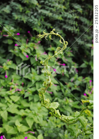 つる植物に寄生しているアブラムシ 25832105