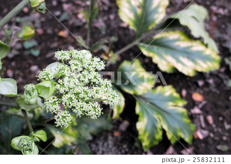 アシタバの花の写真素材