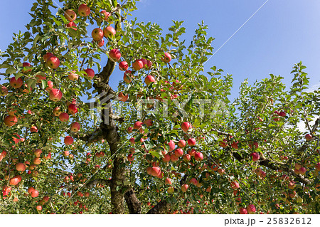 りんご　10月 25832612