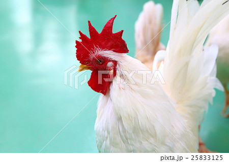 白いニワトリ　酉年年賀状 25833125