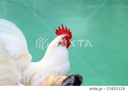 白いニワトリ 25833129