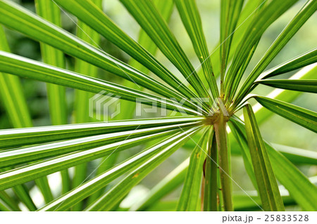 Green palm tree leaf Green palm tree leaf 25833528