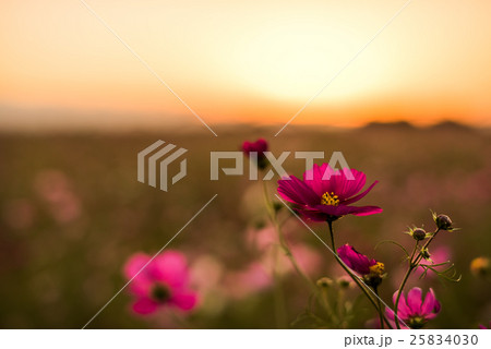 荒川コスモス街道 25834030