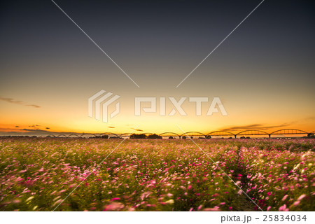 荒川コスモス街道 25834034