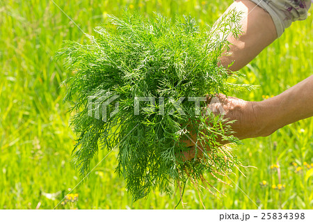 Dill in hand. Hands gardener Work-worn hands. Farmers hands with freshly dill.  25834398