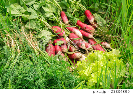 Freshly picked vegetables. Radishes, lettuce, dill in the garden. 25834399