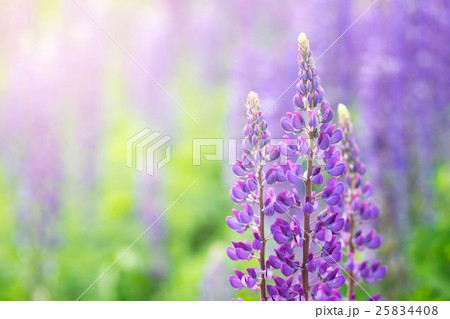 Blooming lupine flowers. A field of lupines. Violet spring and summer flowers. Blooming lupine flowers. A field of lupines. Violet spring and summer flowers. 25834408