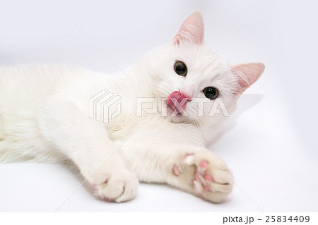 White cat. Cat stuck out his tongue. Cat's tongue. Cat on a white background. White cat. Cat stuck out his tongue. Cat's tongue. Cat on a white background. 25834409