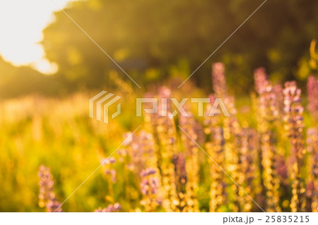 Flowers blooming lupine in a blur with copy space Flowers blooming lupine in a blur with copy space 25835215